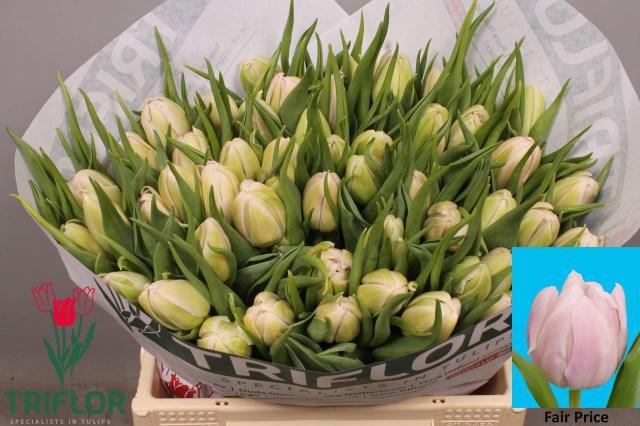 <h4>TU DU FAIR PRICE</h4>