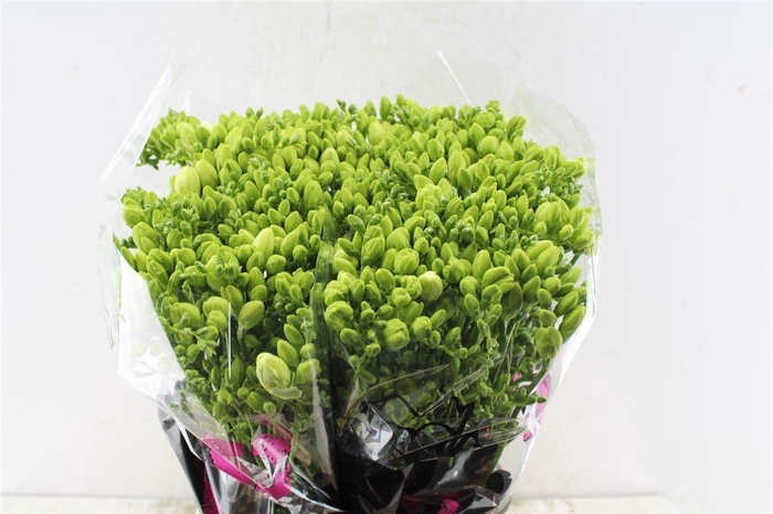 <h4>Fr Du Volante White</h4>