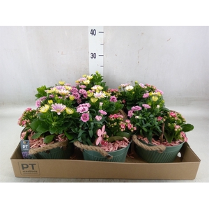 Arr.   Perkplanten L%