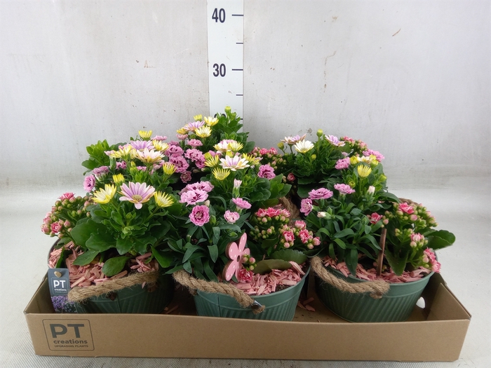 <h4>Arr.   Perkplanten L%</h4>
