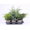 Juniperus