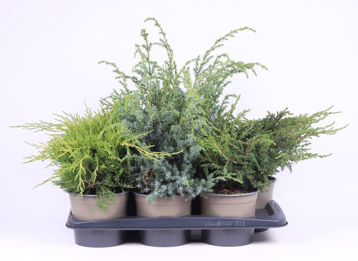 Juniperus