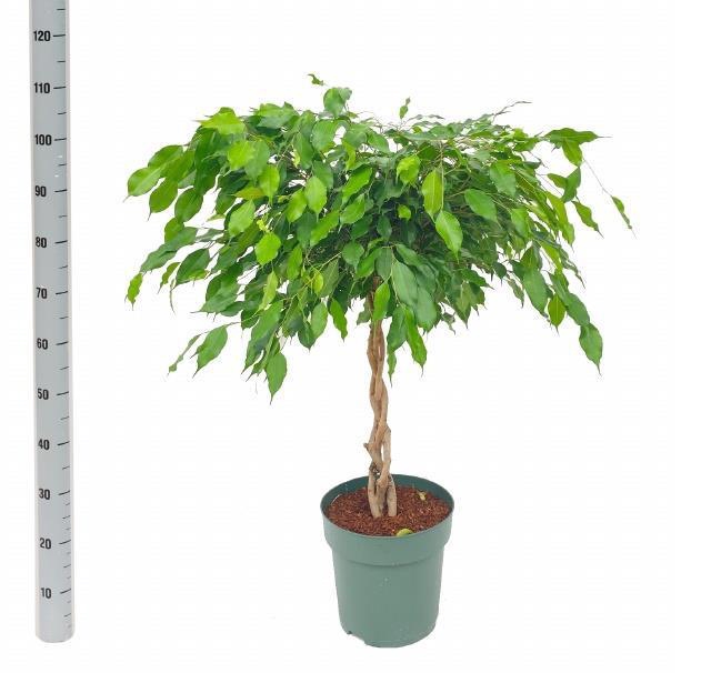 <h4>FIC BE EXOTICA</h4>