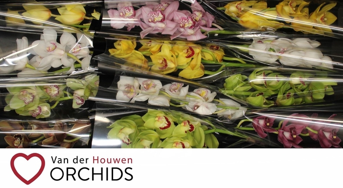 <h4>Gemengd 50 cm.</h4>