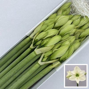 Hipp Ga Casablanca X10