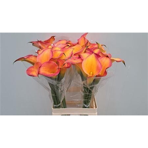 CALLA  'MORNING SUN'