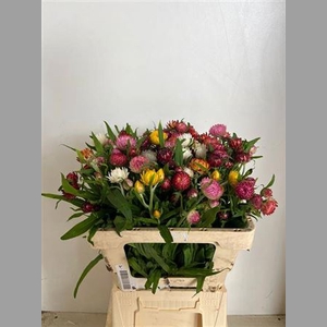 Helichrysum Ov