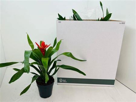 Aech Roz Elegant Red
