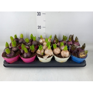 Hyacinthus orie.   ...mix 3