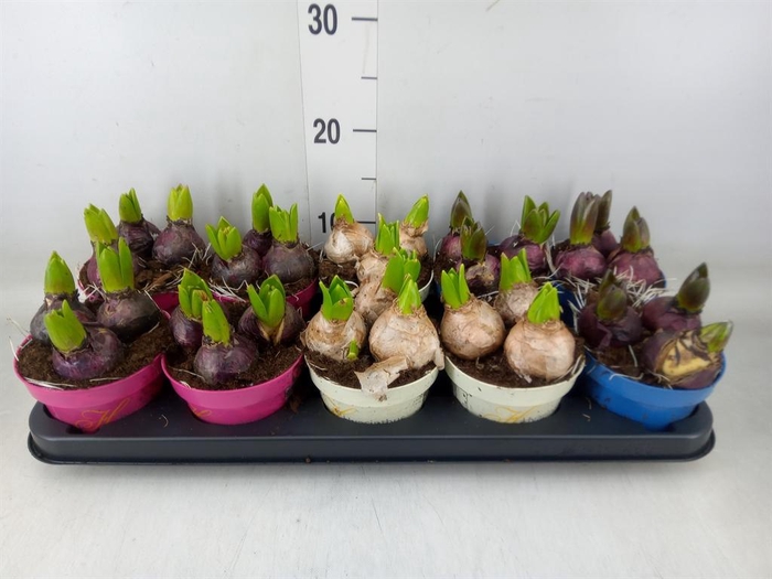 <h4>Hyacinthus orie.   ...mix 3</h4>