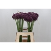 Allium Purple Mystery