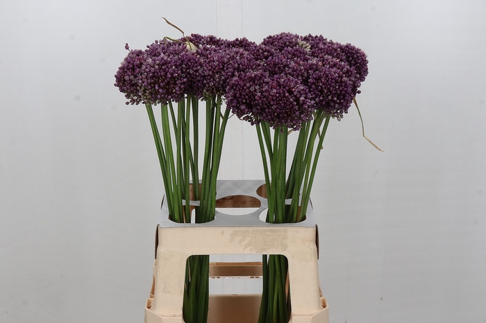 <h4>Allium Purple Mystery</h4>