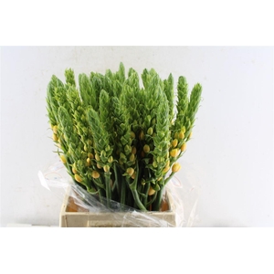 Ornithogalum Db Splash Star
