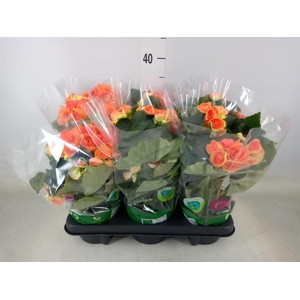 Begonia elat. DU 'Reina'