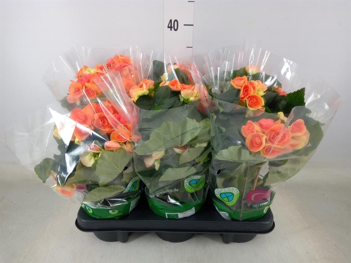 <h4>Begonia elat. DU 'Reina'</h4>