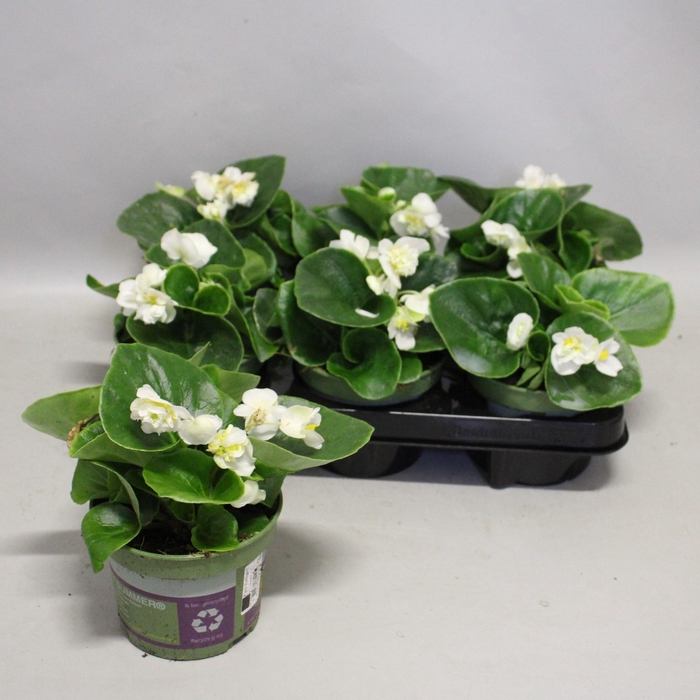<h4>Begonia semp. Dubbel White</h4>