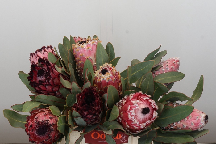 <h4>Protea Barbigera Air</h4>