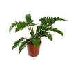 PHILODENDRON NARROW P30