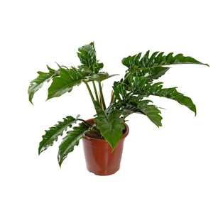 PHILODENDRON NARROW P30