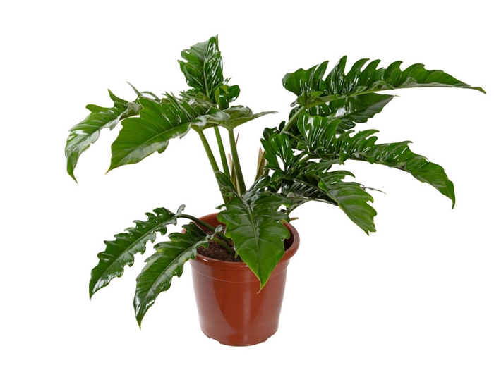 <h4>PHILODENDRON NARROW P30</h4>