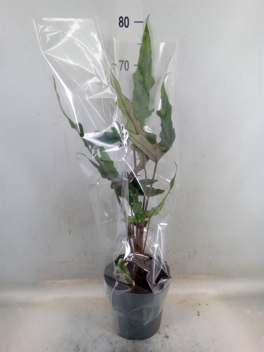 <h4>Alocasia   ...</h4>