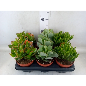 Crassula   ...mix