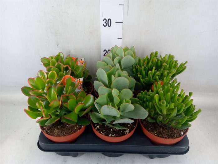 <h4>Crassula   ...mix</h4>