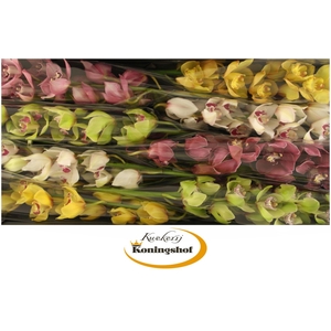 Cymbidium Mix