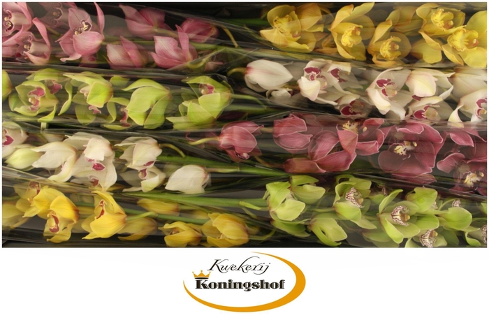 <h4>Cymbidium Mix</h4>