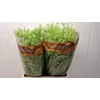 Lepidium Green Bell