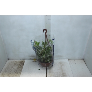 HEDERA VARIADO C21 PENDENTE