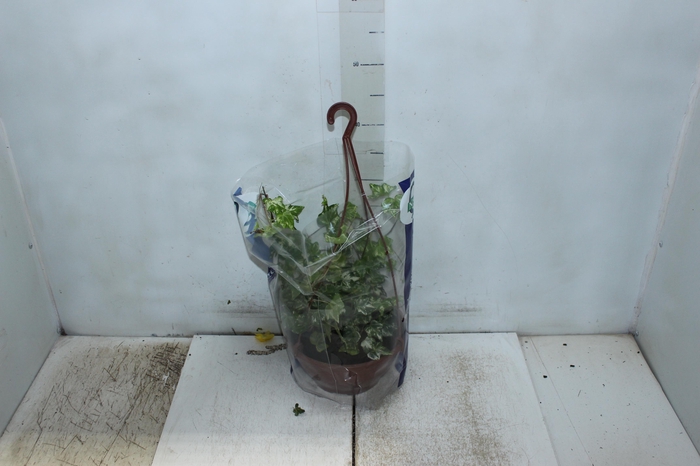 <h4>HEDERA VARIADO C21 PENDENTE</h4>