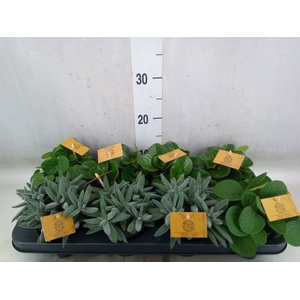 Planten  ..mix