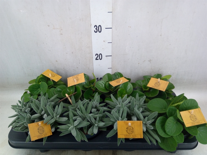 <h4>Planten  ..mix</h4>