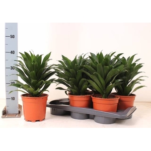 Dracaena frag. Comp. Grp Compacta 17Ø 40cm