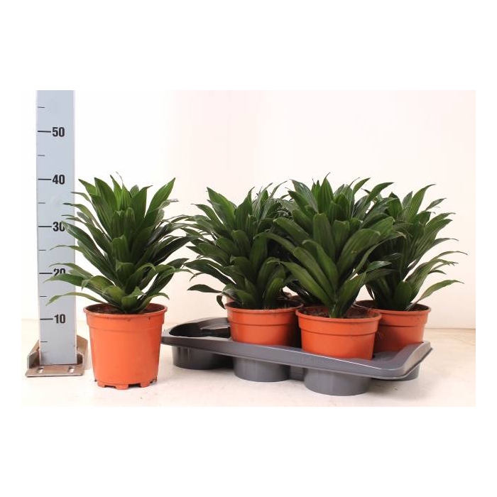 <h4>Dracaena frag. Comp. Grp Compacta 17Ø 40cm</h4>
