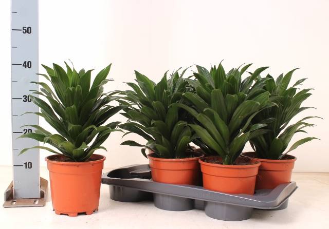 Dracaena frag. Comp. Grp Compacta 17Ø 40cm