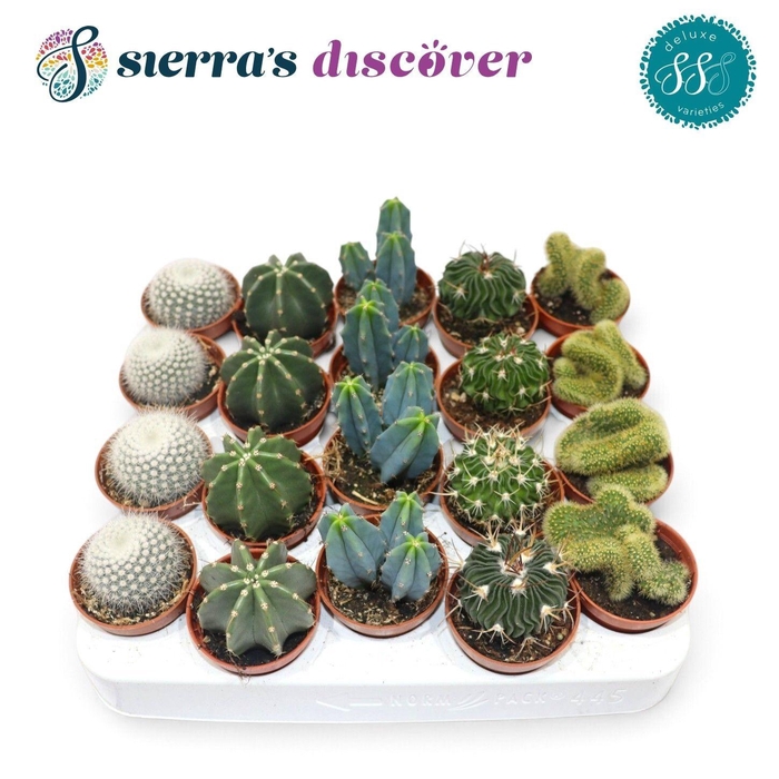 <h4>CACTUS GEM</h4>