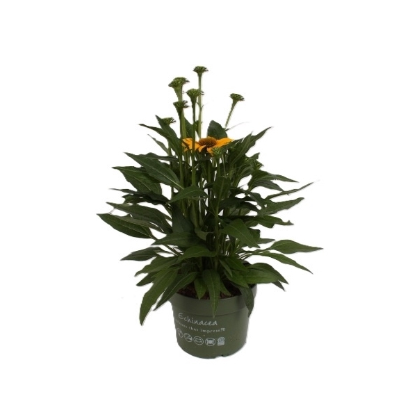 <h4>Echinacea Sombrero Lemon Yellow</h4>