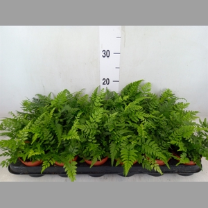 Athyrium   ...