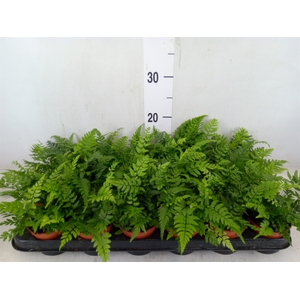 Athyrium   ...