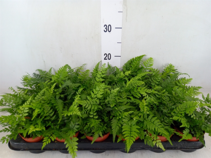 <h4>Athyrium   ...</h4>