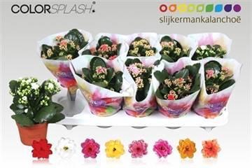 <h4>KAL GE GEM 7 KL</h4>