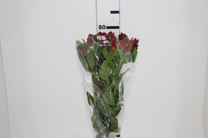 <h4>ALSTROEMERIA ANGELINA 080 CM</h4>