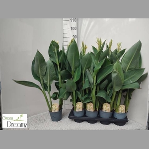 CANNA ALASKA