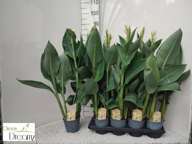 <h4>CANNA ALASKA</h4>