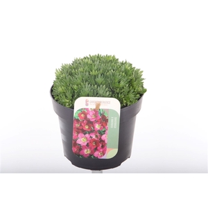 Saxifraga Arendsii Marto Rose