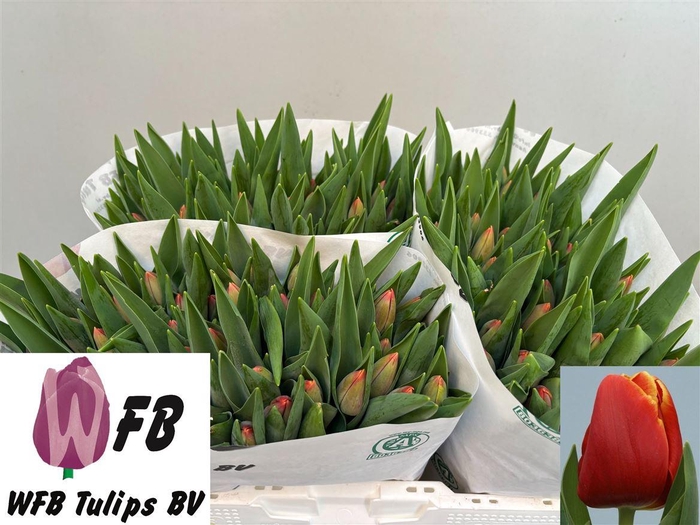 <h4>Tu En Verandi</h4>