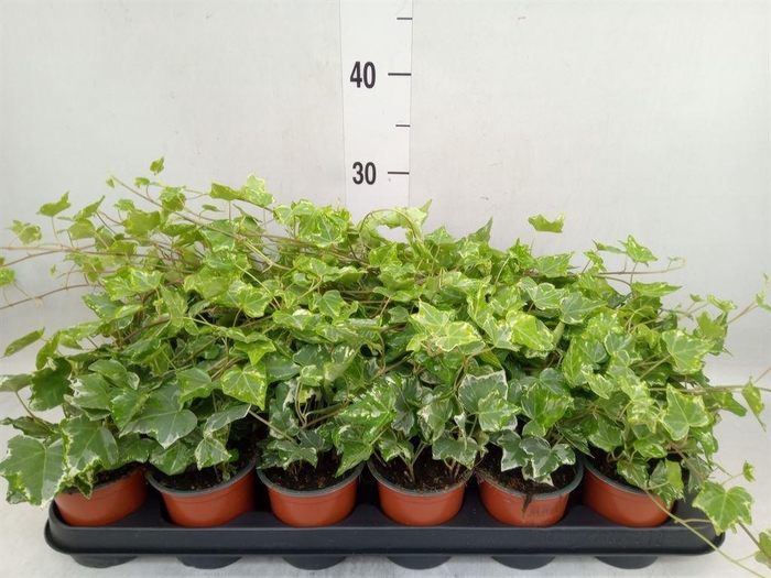 <h4>Hedera helix 'Harlekijn'</h4>