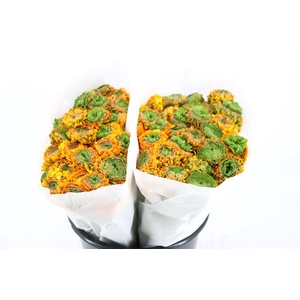 Ran Ponpon Ex Merlino